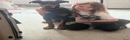 Dobermann dogs for sale: Outstanding KC Reg Dobermann Pups Rust and Black  - Advert 10