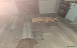 French Bulldog dogs for sale: Male fawn merle french bulldog  - Image 3