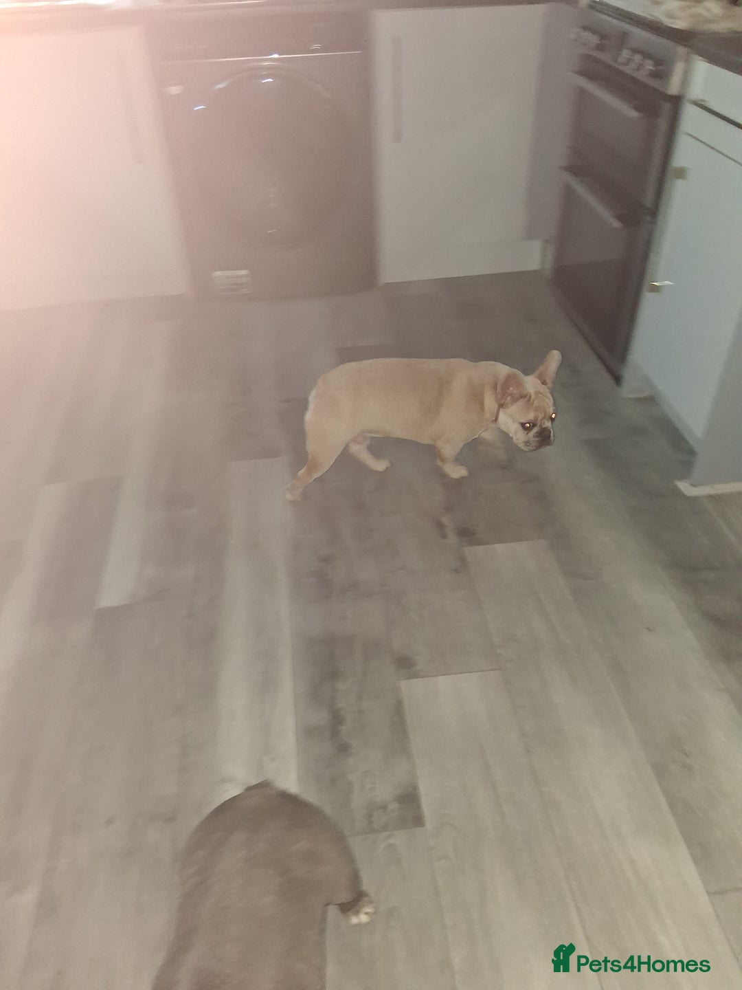 French Bulldog dogs for sale: Male fawn merle french bulldog  - Image 3