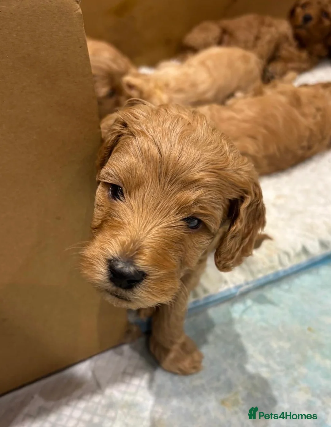 Mixed Breed dogs for sale: Miniature Double Doodles - Advert 24