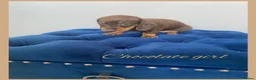 Miniature Dachshund dogs for sale: KC LITTER FROM HEALTH TESTED PARENTS - Advert 2