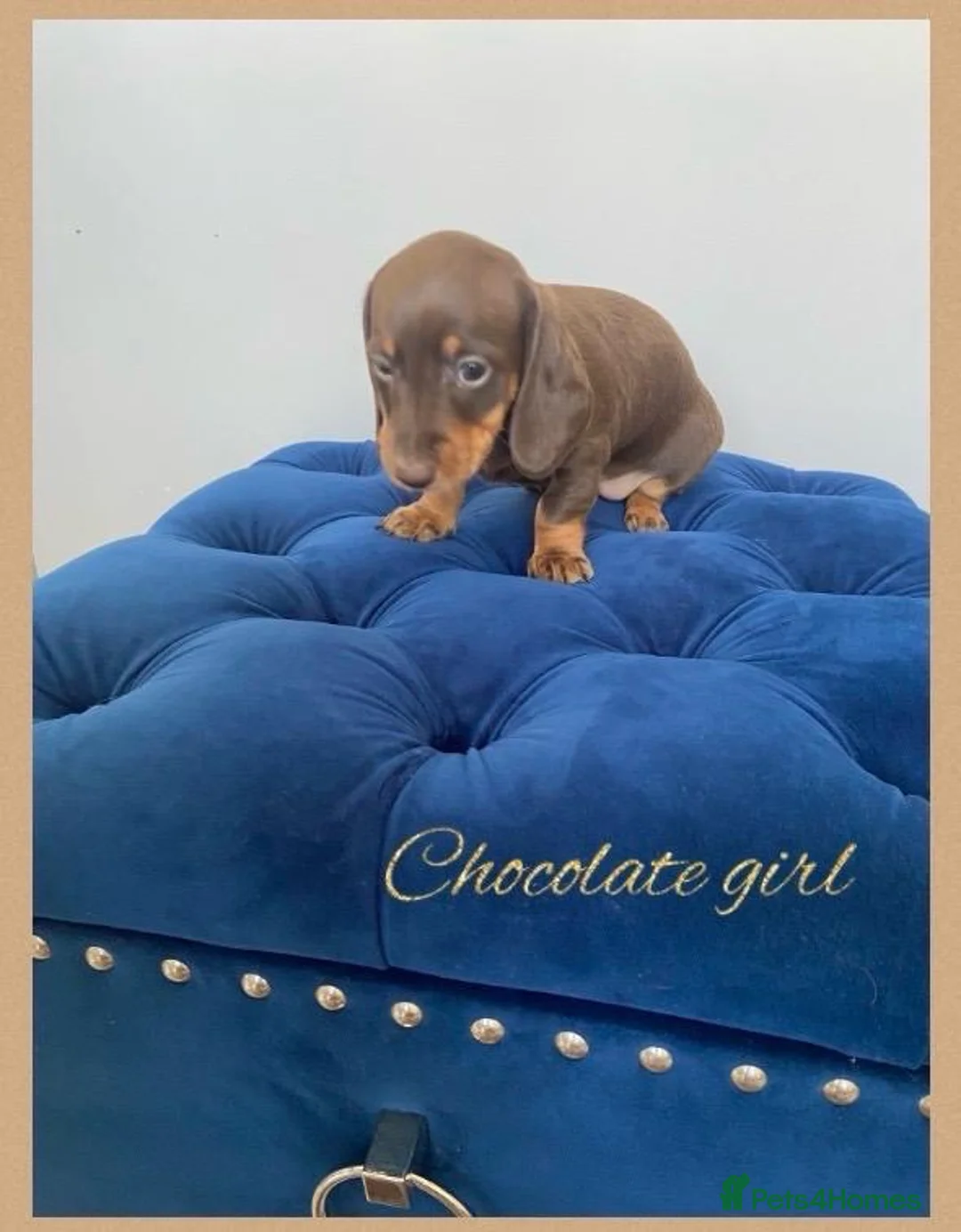 Miniature Dachshund dogs for sale: KC LITTER FROM HEALTH TESTED PARENTS - Advert 2