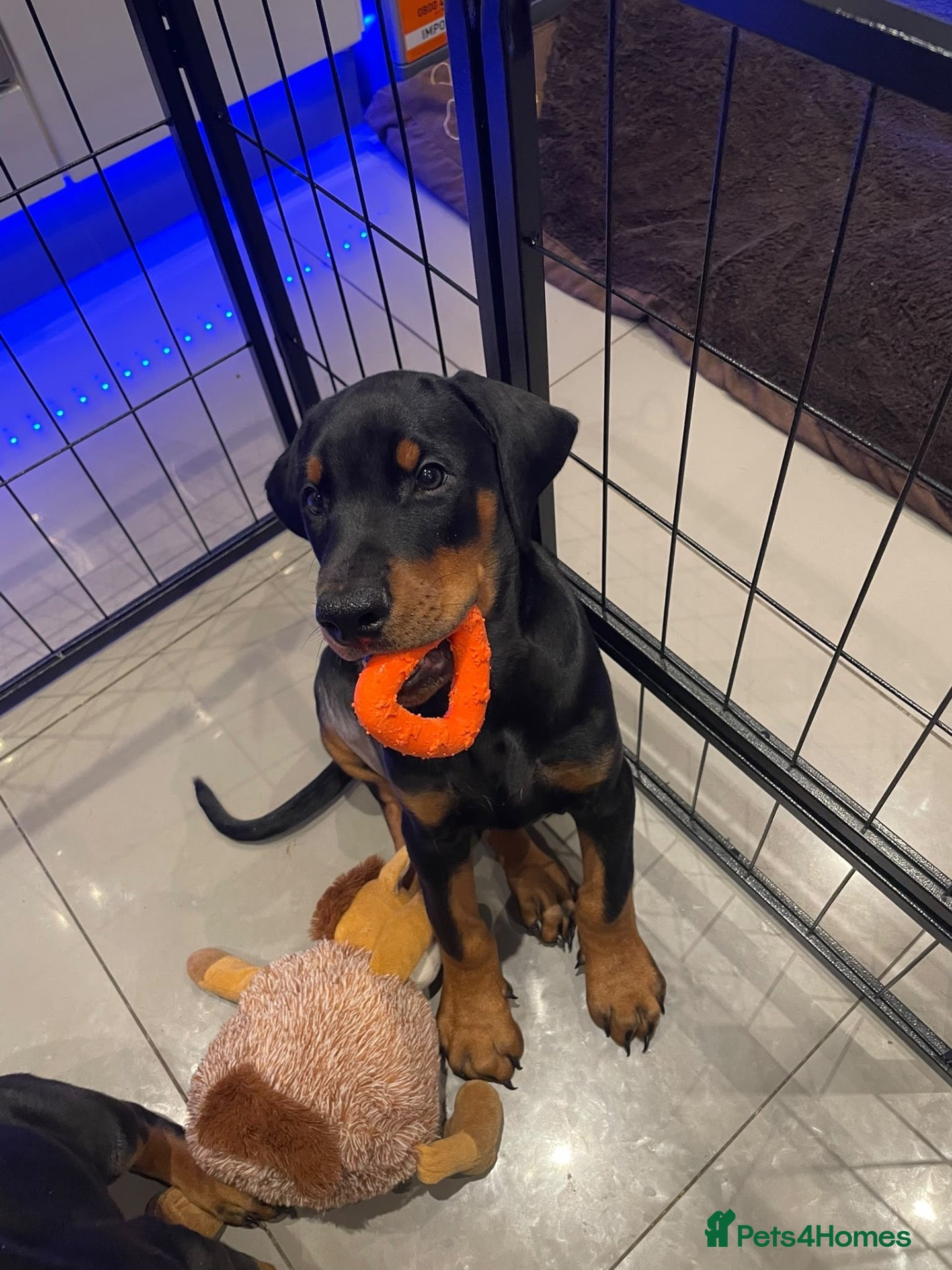 Dobermann dogs Dobermann 1 boy 1 girl black ready to go  - Advert 15
