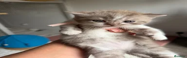 British Shorthair 4