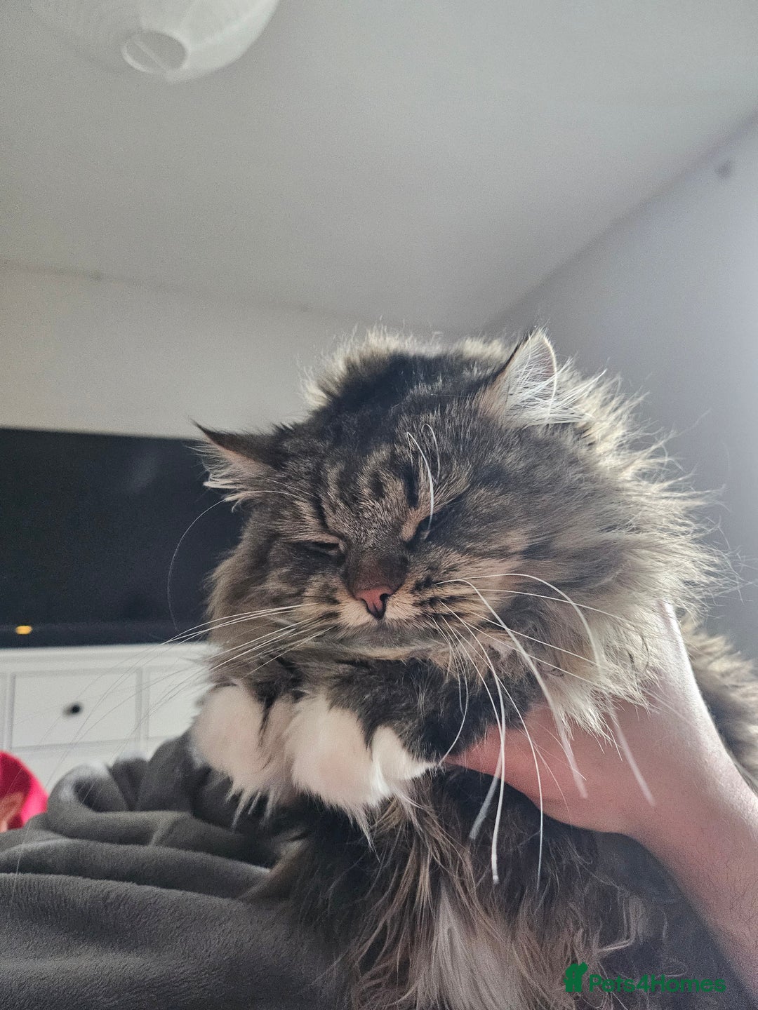 Siberian cats for sale: Retired Queen - Advert 2