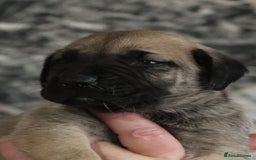 Presa Canario dogs for sale: Presa Canario pups  - Image 11