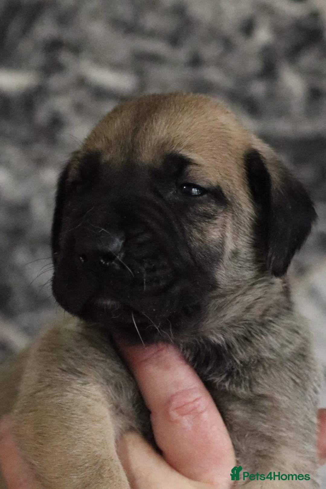 Presa Canario dogs for sale: Presa Canario pups  - Image 11