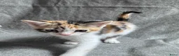 Mixed Breed cats for sale: Adorable Mixed-Breed Kittens Ready for Loving Home - Advert 16