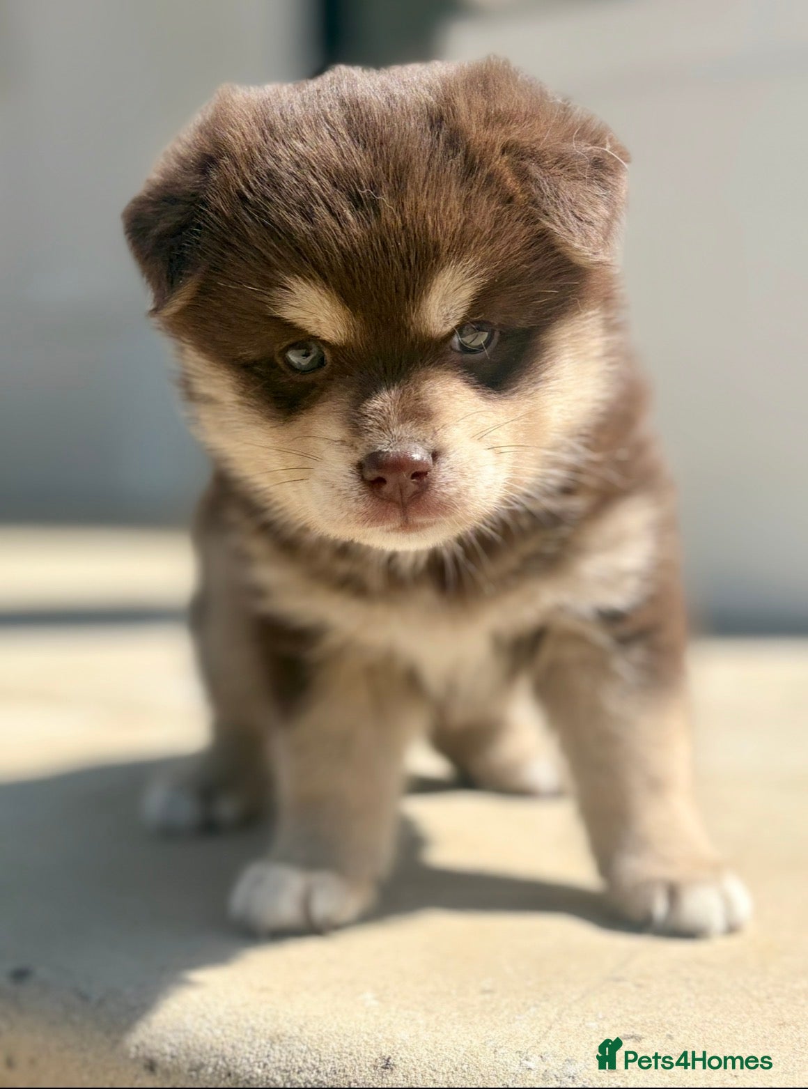 Pomsky dogs Beautiful brown Pomsky  - Advert 3