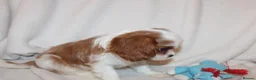 Cavalier King Charles Spaniel dogs for sale: Gorgeous Cavalier King Charles Spaniel puppies - Advert 32
