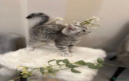 British Shorthair cats for sale: SILVER TABBIES full pedigree registered BSH - Image 2