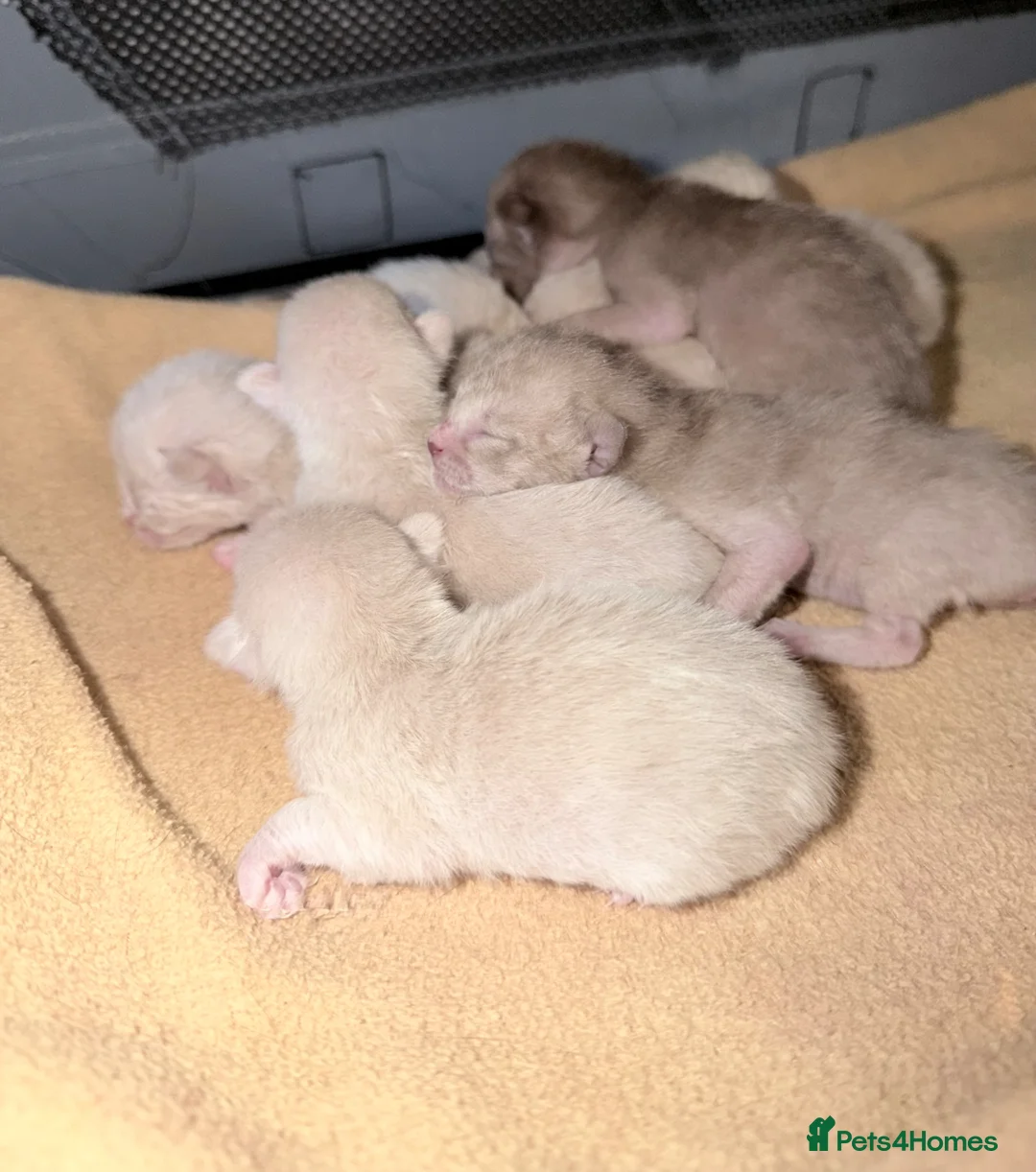 Burmese cats for sale: Home Raised Full Pedigree Burmese Kittens  - Advert 1