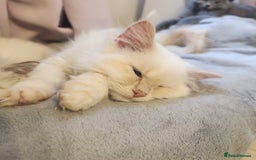 Persian cats for sale: Ready now beautiful boy  - Image 1