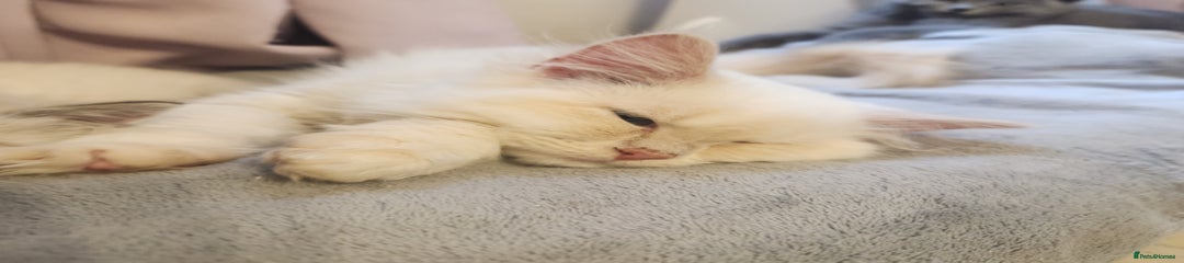 Persian Kitten 2
