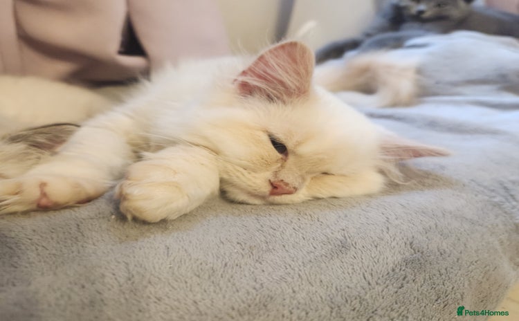 Persian cats - Advert 5