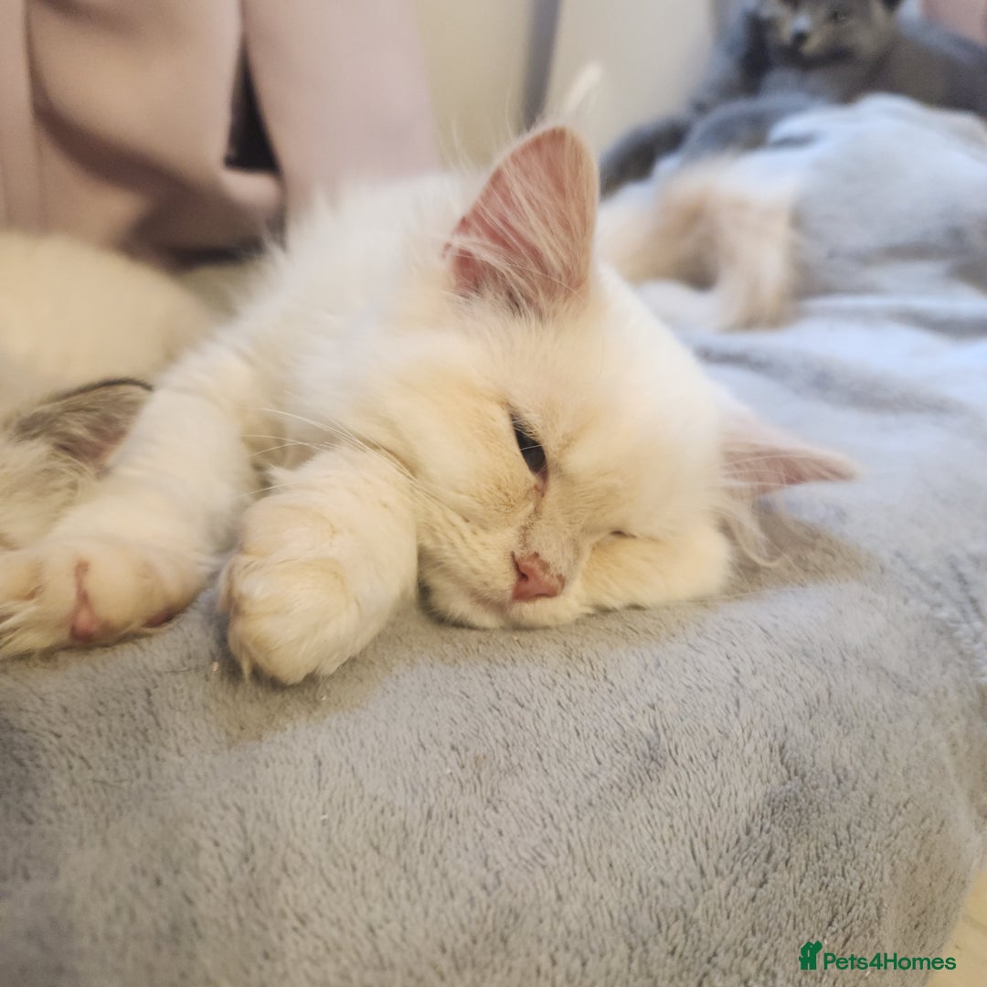 Persian cats for sale: Ready now beautiful boy  - Image 1