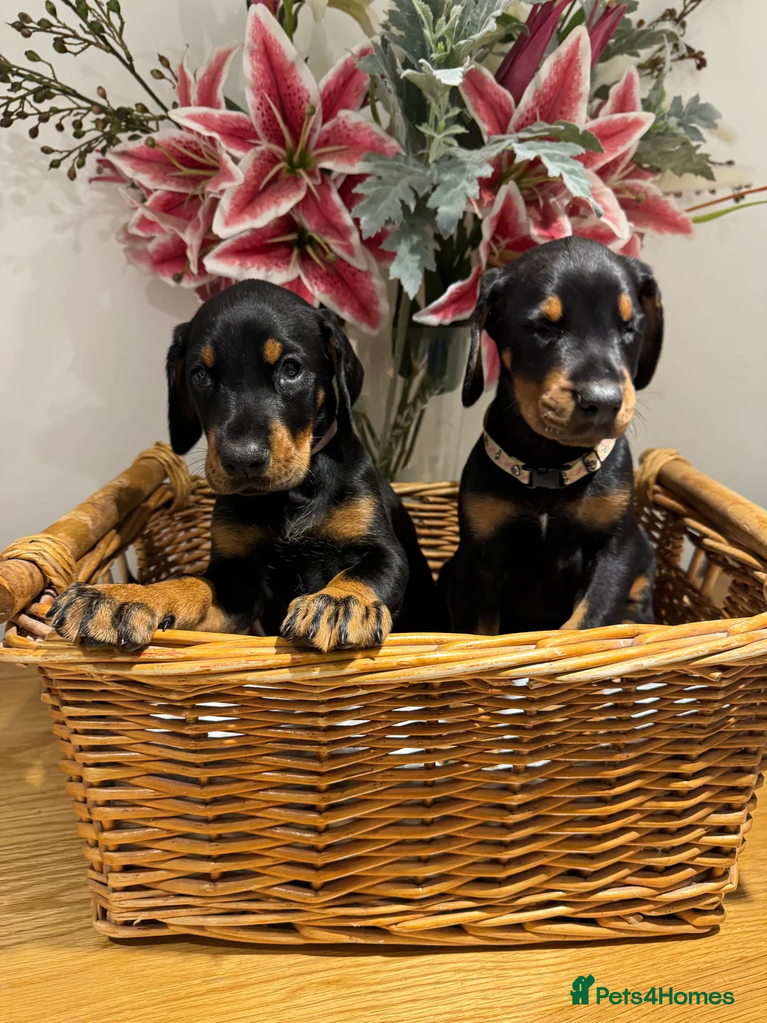 Dobermann dogs for sale: Superb Quality Doberman Puppies - Advert 4