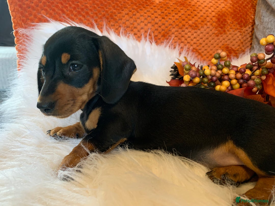 Miniature Dachshund dogs for sale: Minature daschund black and tan female available - Image 5