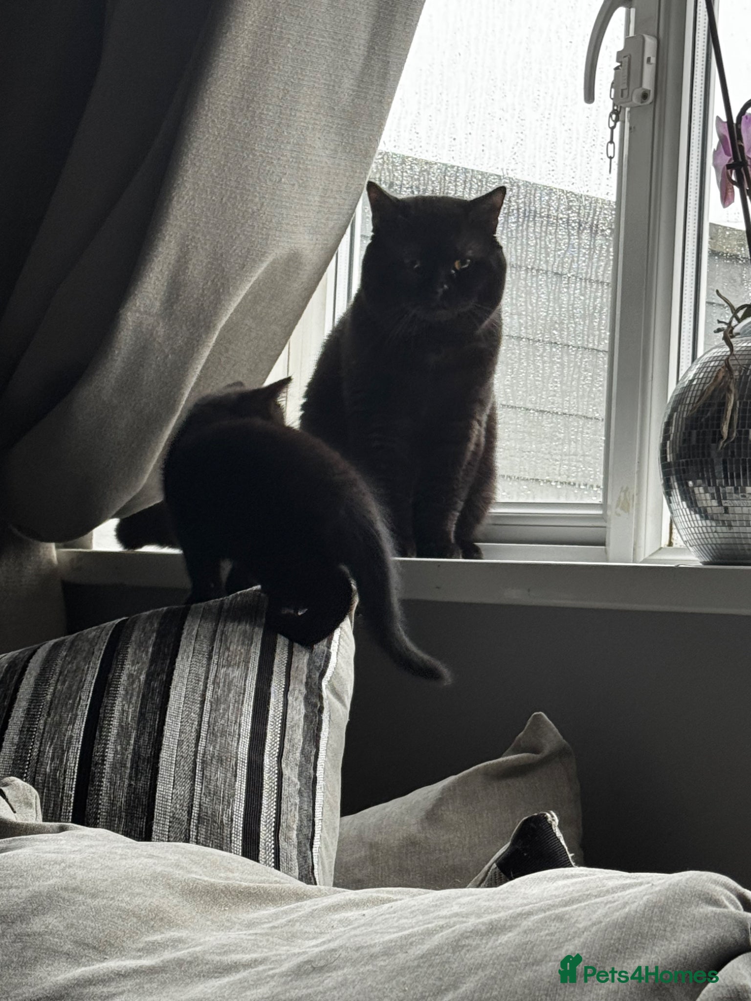 Mixed Breed cats for sale: 2 beautiful female kittens available  - Advert 3