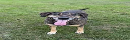 Mixed Breed dogs for sale: WILSON - Cyprus rescue for adoption - Advert 2