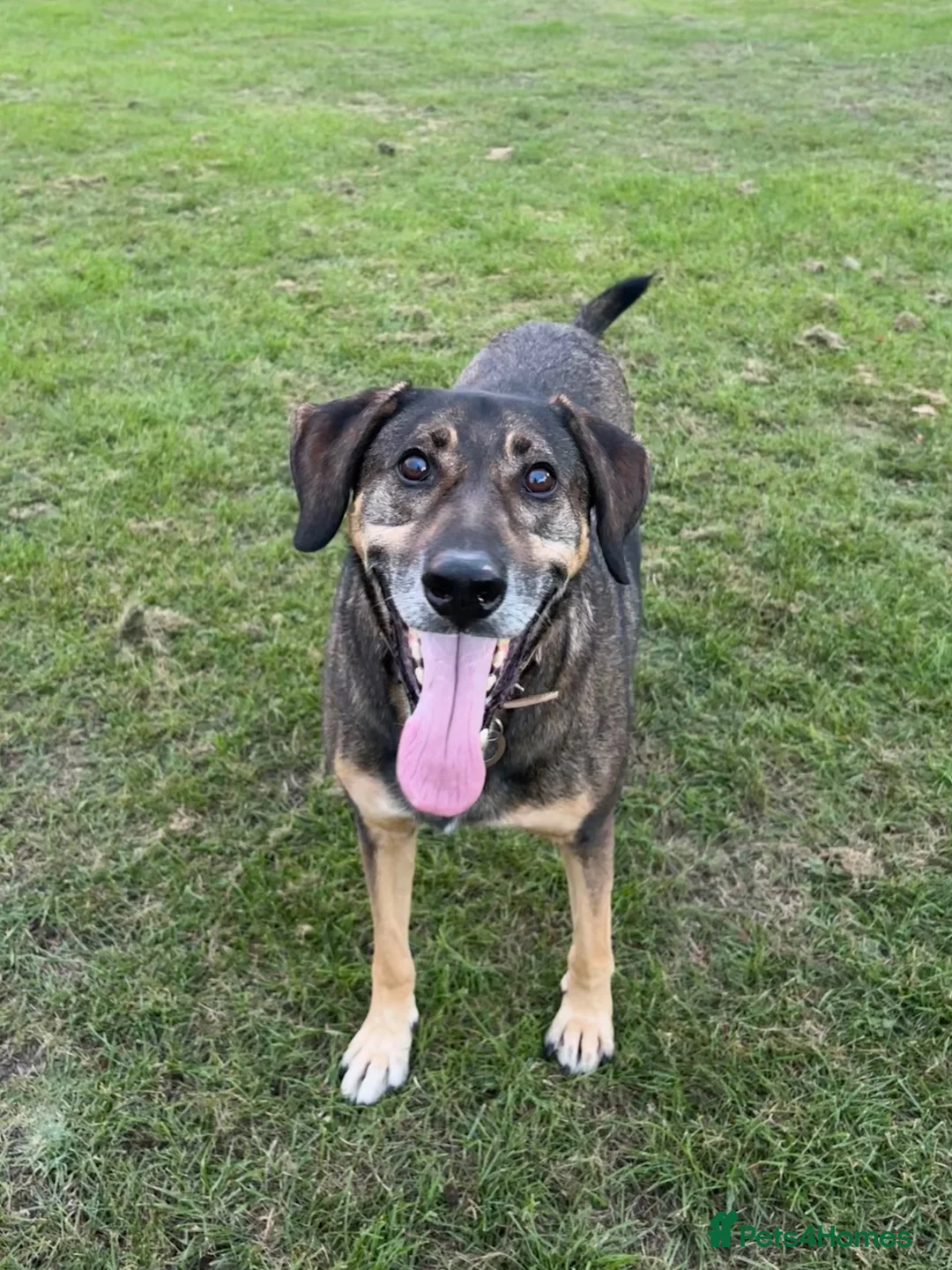 Mixed Breed dogs for sale: WILSON - Cyprus rescue for adoption - Advert 2