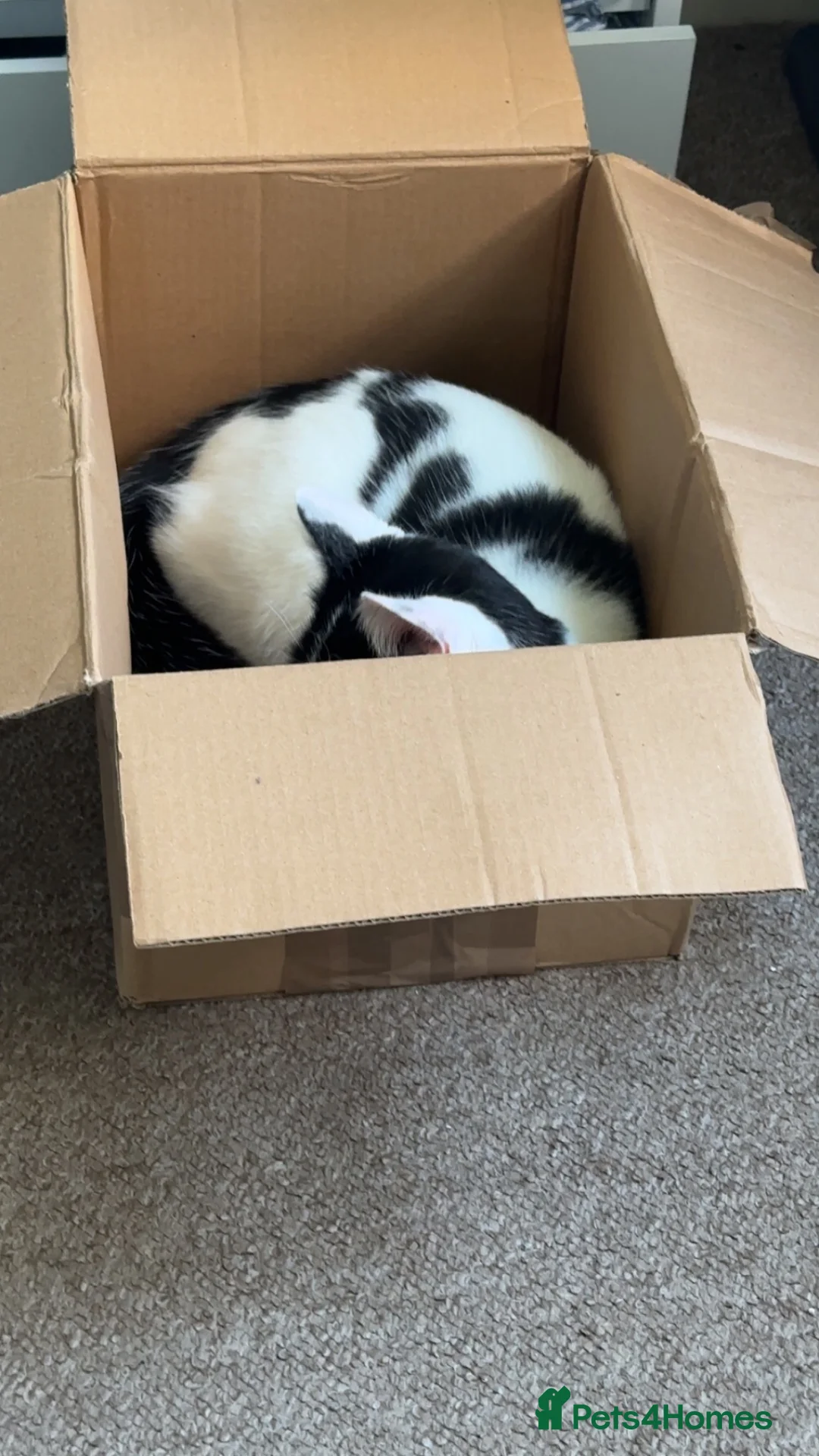 British Shorthair cats for sale: Chaos  in Weston-super-Mare - Advert 2