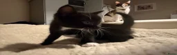 Mixed Breed cats for sale: Two male kittens - Advert 5