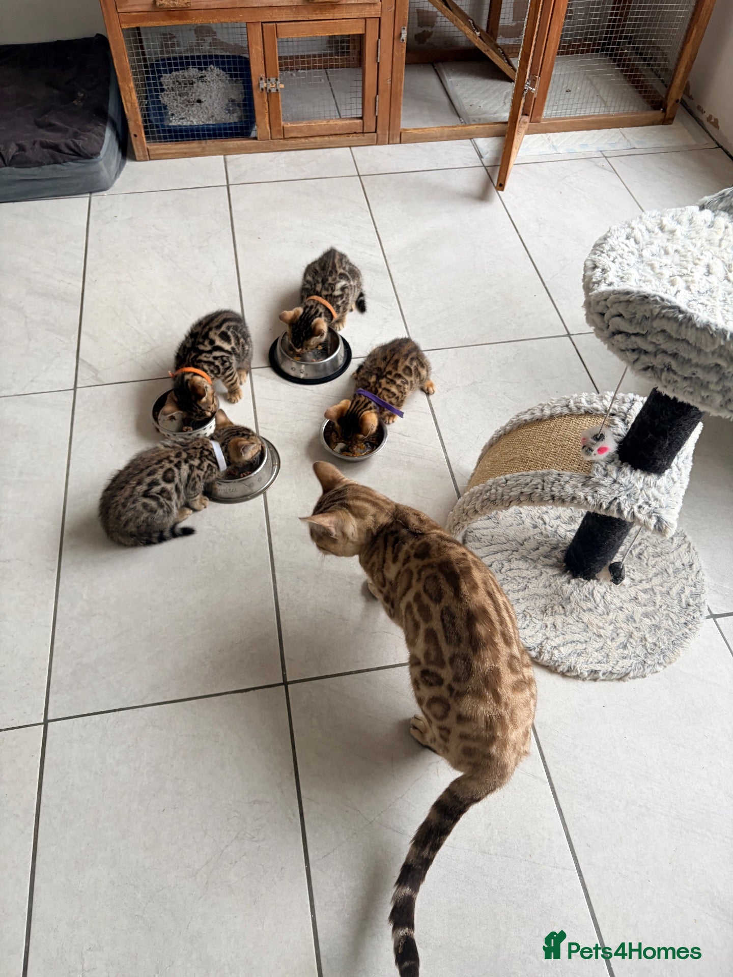 Bengal cats for sale: Quality Bengal kittens - Advert 10