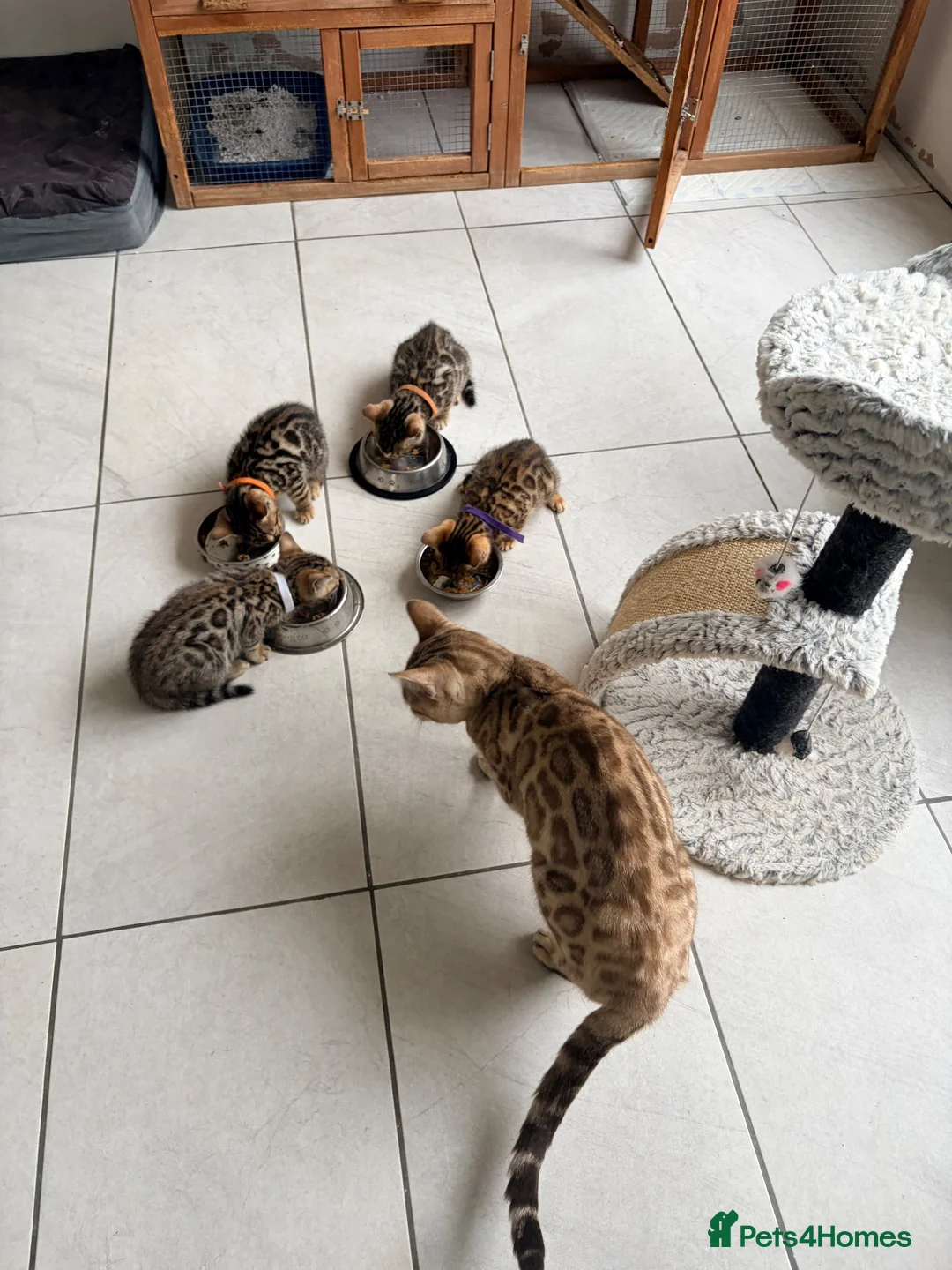 Bengal cats for sale: Quality Bengal kittens in Harrow - Advert 1