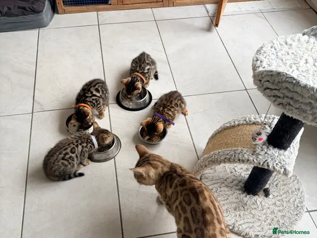 Bengal cats for sale: Quality Bengal kittens - Advert 10