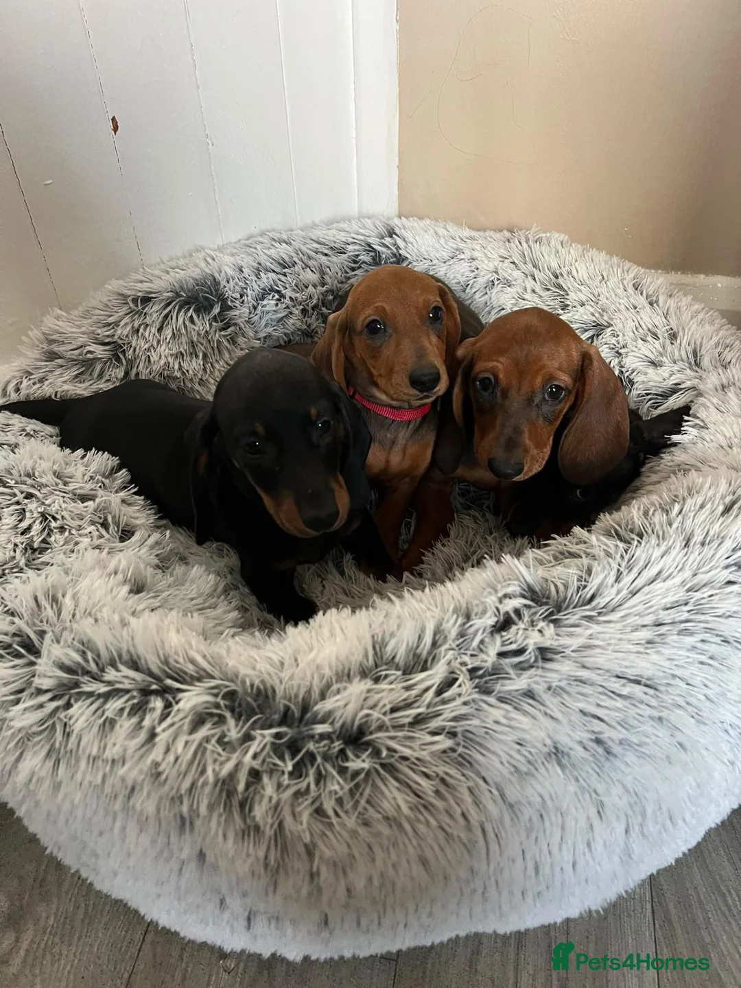 Miniature Dachshund dogs for sale: Miniature dachshund puppies - Advert 2