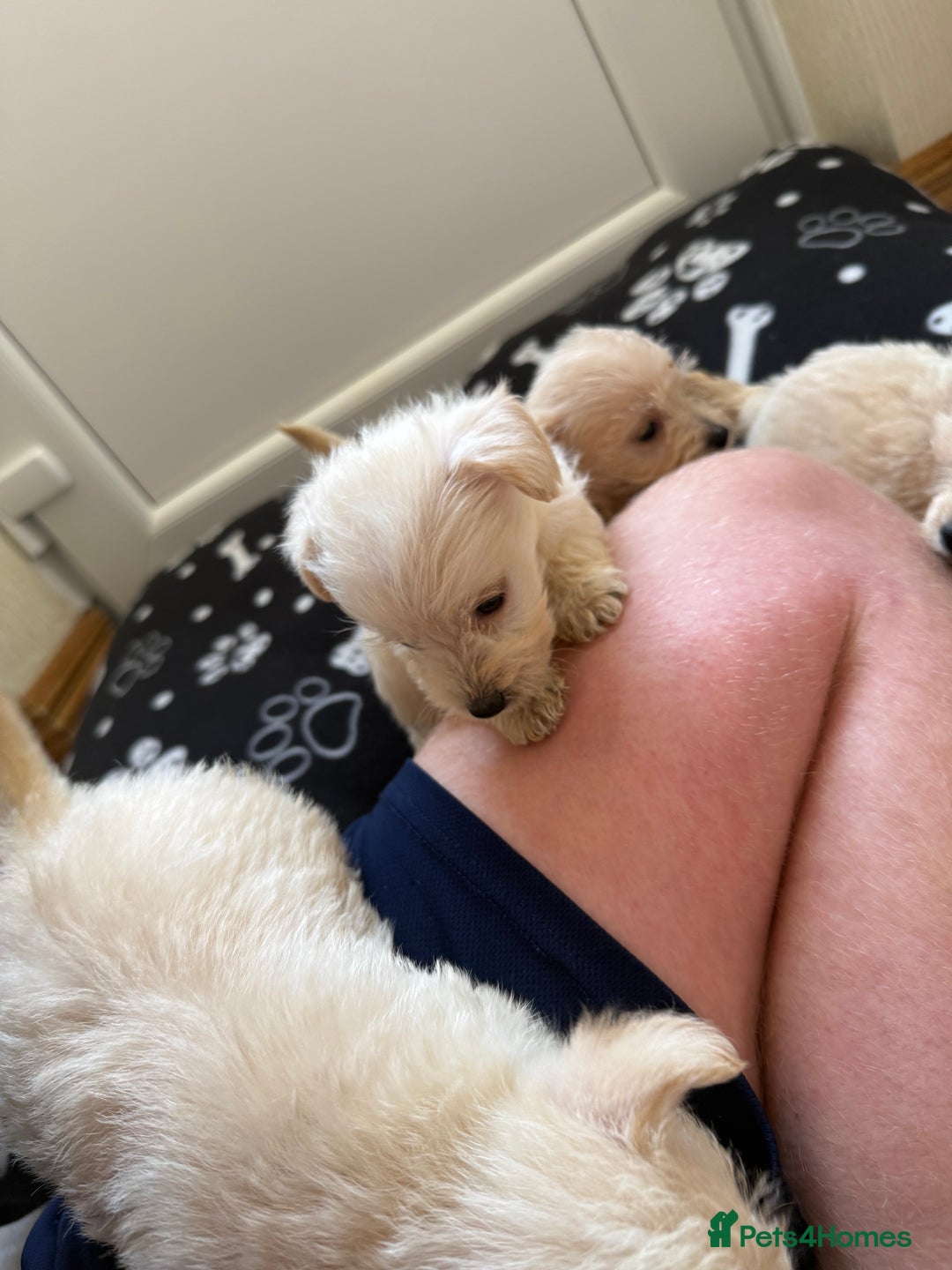 West Highland Terrier dogs for sale: DNA health tested Westie-poos  - Image 9