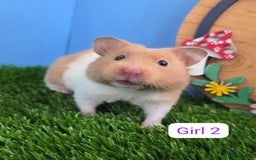 Hamster rodents for sale: Syrian Hamster Baby Girls Female Pedigree - Image 1