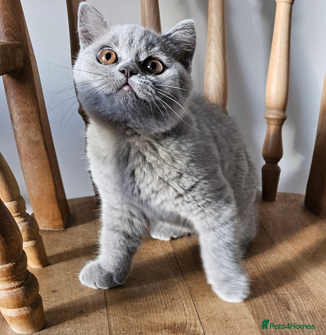 British Shorthair cats for sale: Beautiful British Shorthair kittens NEUTERED - Advert 6