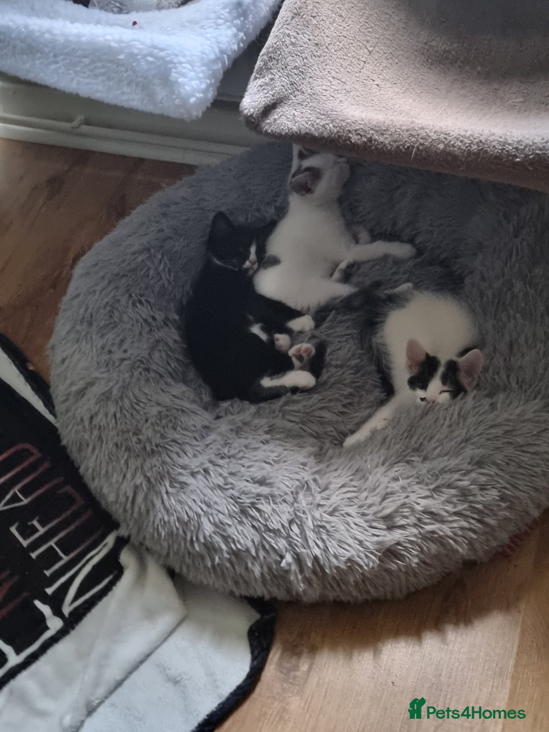 Bengal cats for sale: Bengal cross kittens  - Image 15