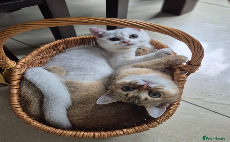 British Shorthair cats - Advert 13