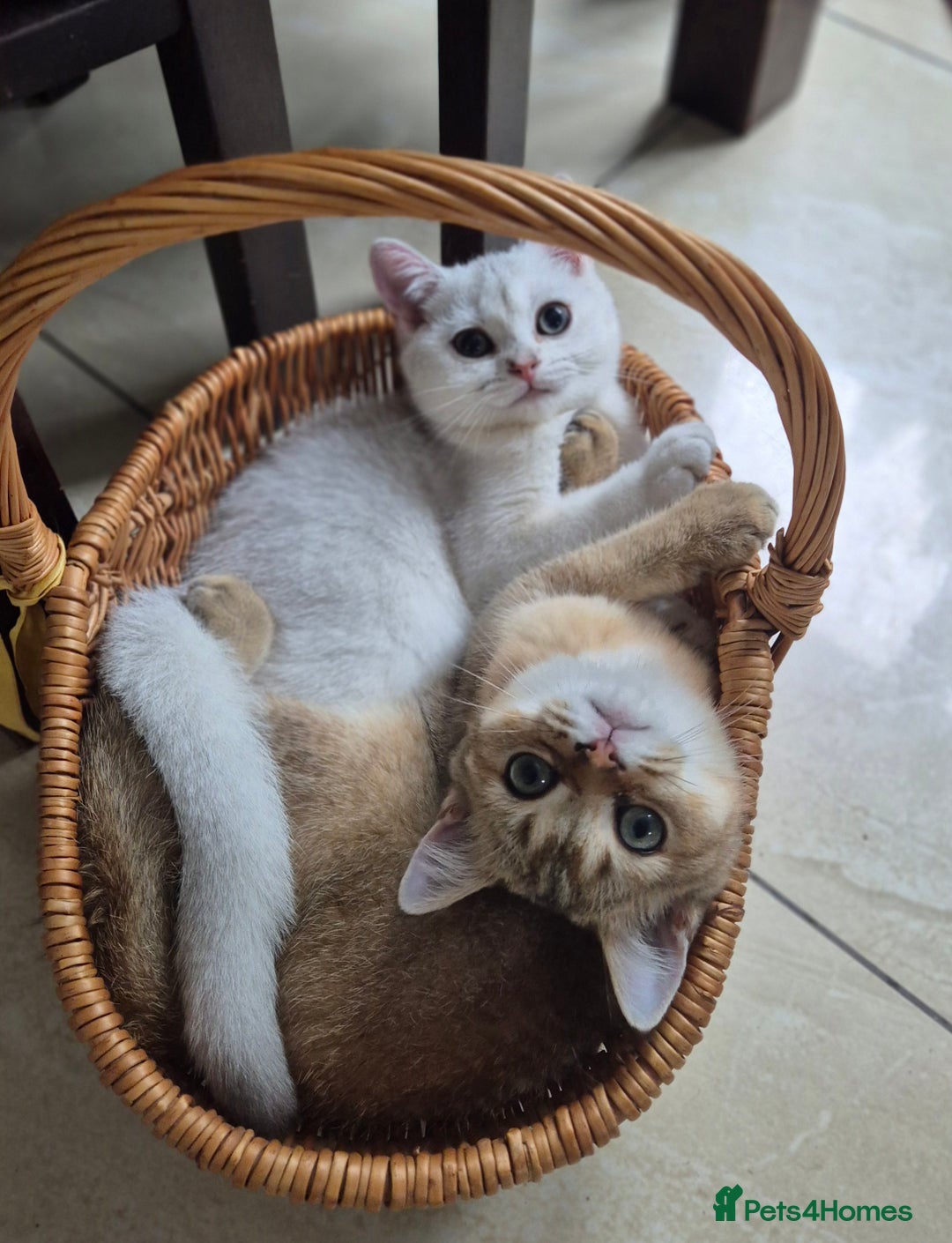 British Shorthair cats for sale: British shorthair  - Image 1