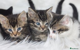 Mixed Breed cats for sale: 5 Happy Playful Kittens  - Advert 1