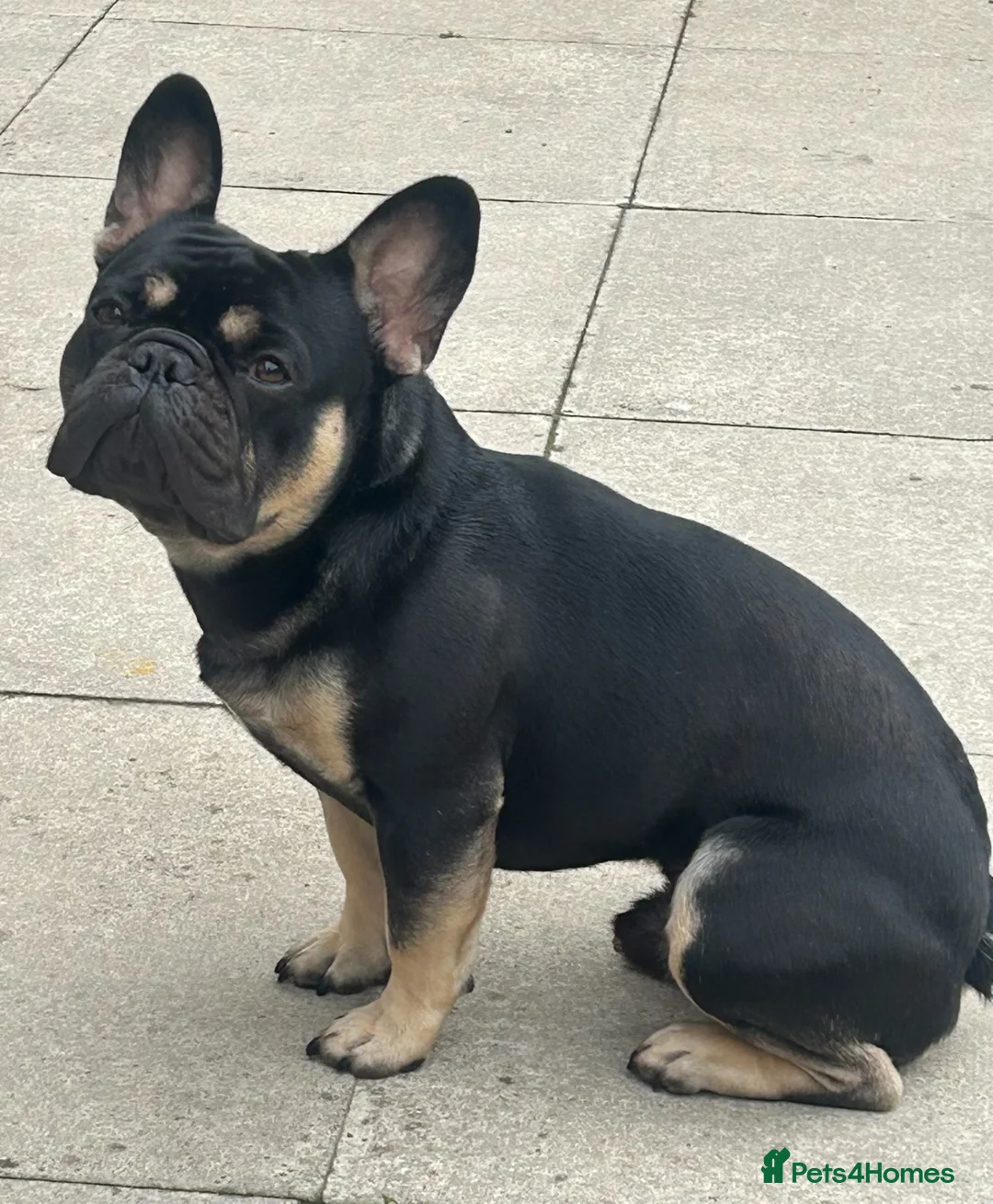 French Bulldog dogs for stud: French Bulldog  - Advert 1