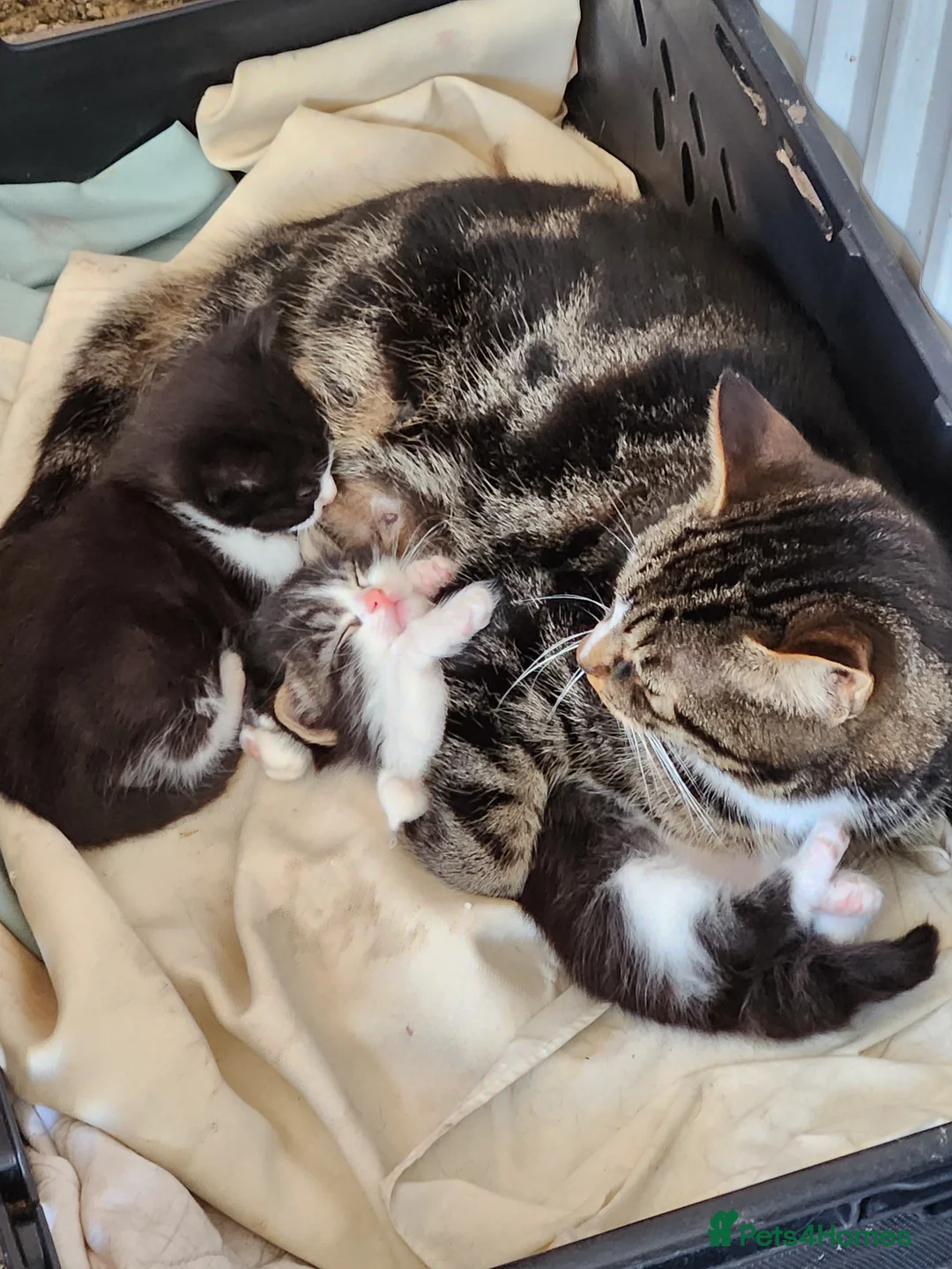 Mixed Breed cats for sale: Two beautiful boys - Advert 2