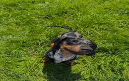 Dachshund dogs for sale: Dachshund for sale - Image 2