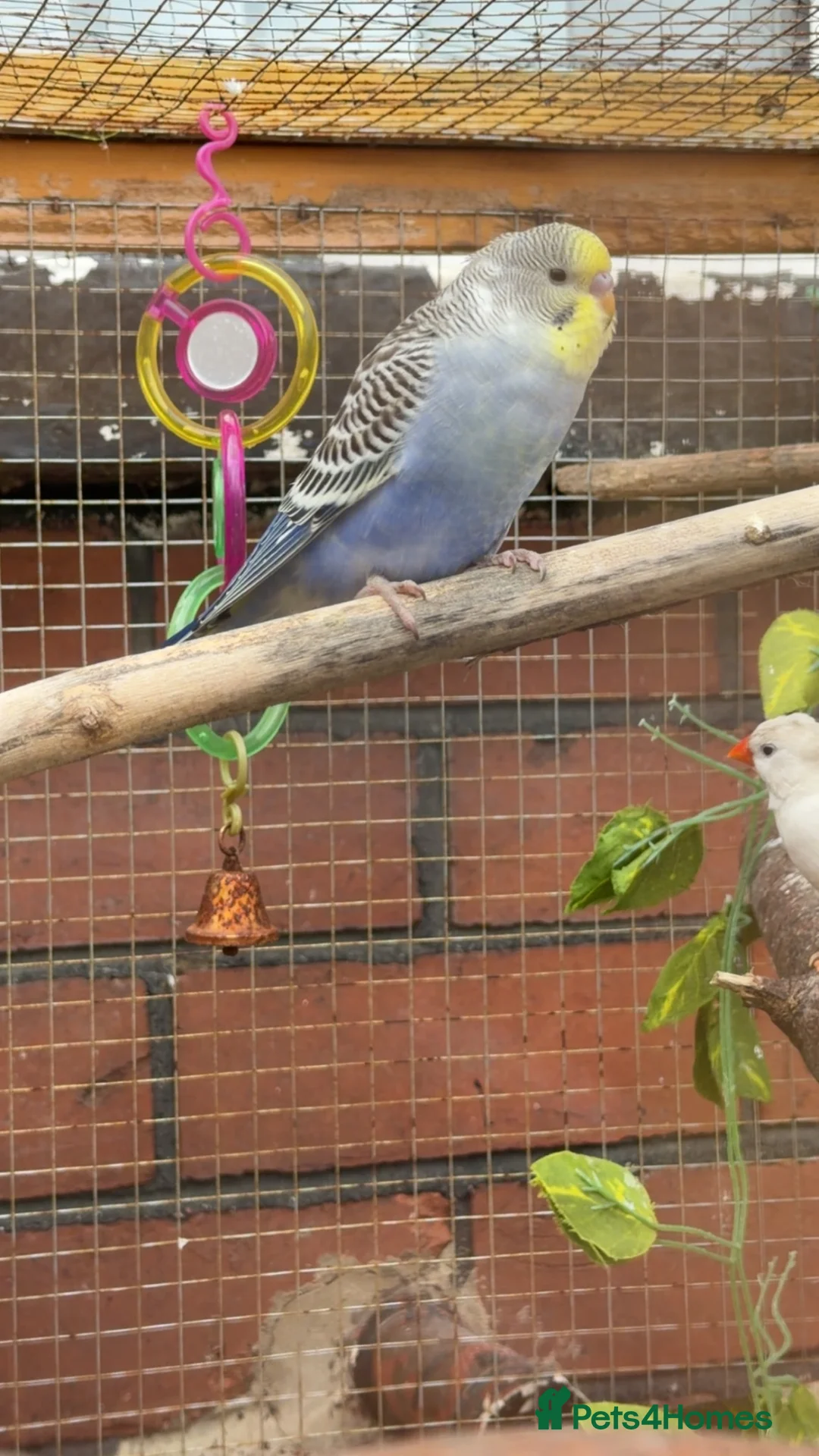 Budgerigars birds for sale: Budgies  in Lancaster - Advert 2