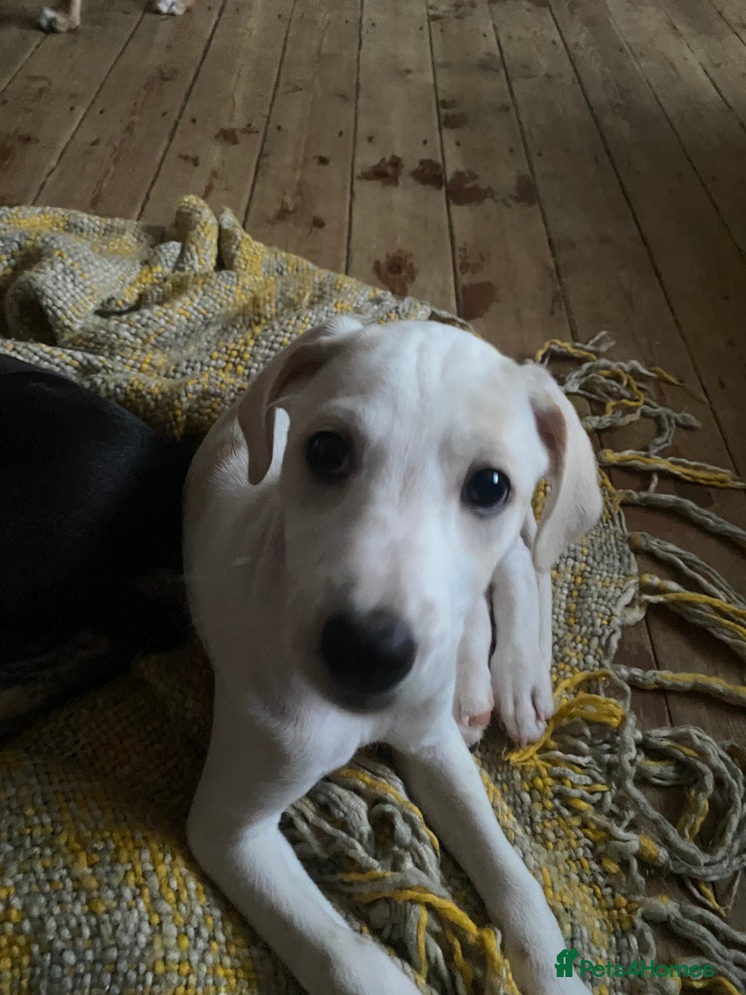 Mixed Breed dogs for sale: Lurcher  - Image 7