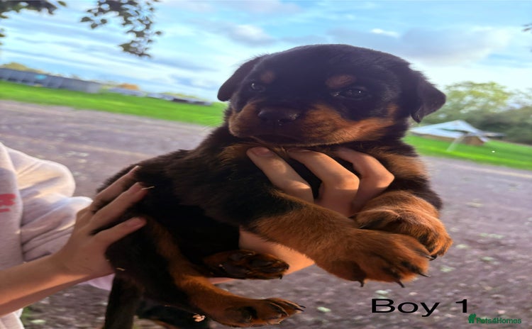 Rottweiler dogs - Advert 3