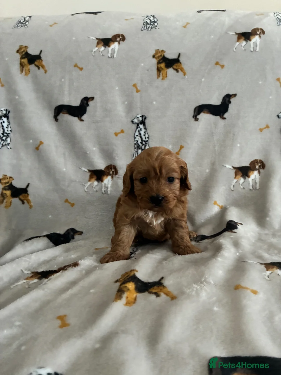 Cavapoo dogs for sale: We have a gorgeous litter of Cavapoo puppies  - Advert 10