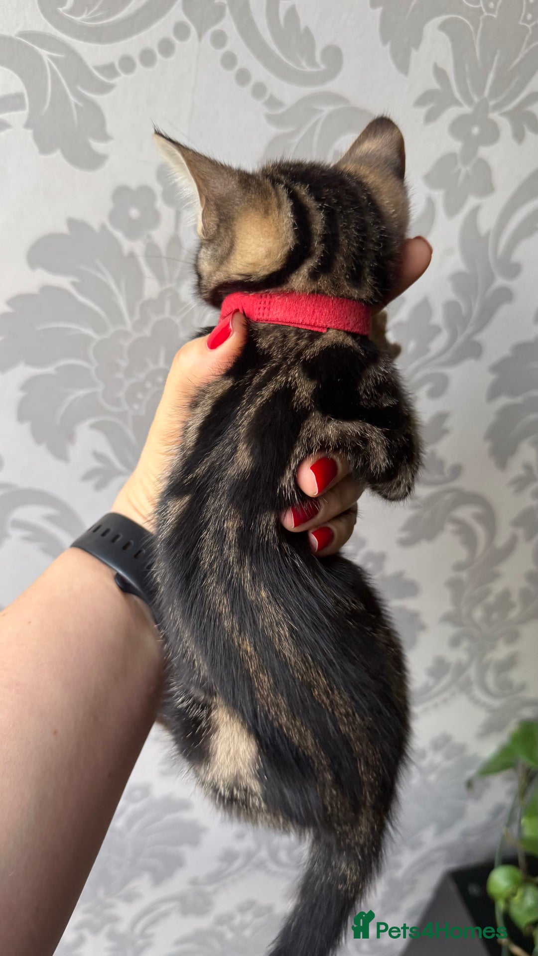 Mixed Breed cats for sale: Mixed bengal kittens - Advert 29