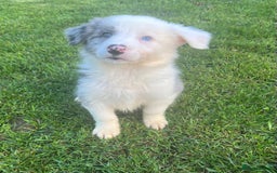 Border Collie dogs for sale: Border Collies READY NOW - Image 12