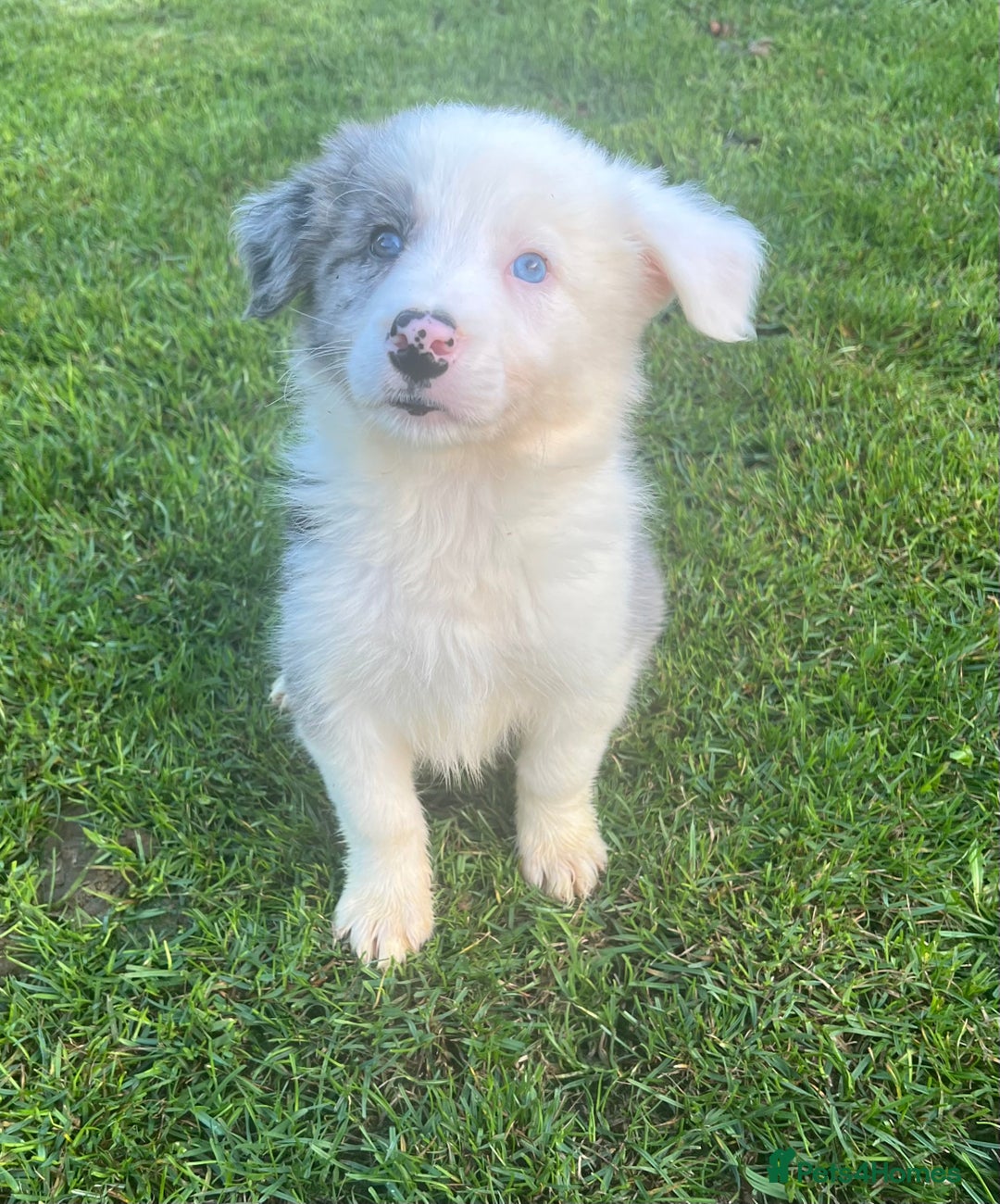Border Collie dogs for sale: Border Collies READY NOW - Image 12