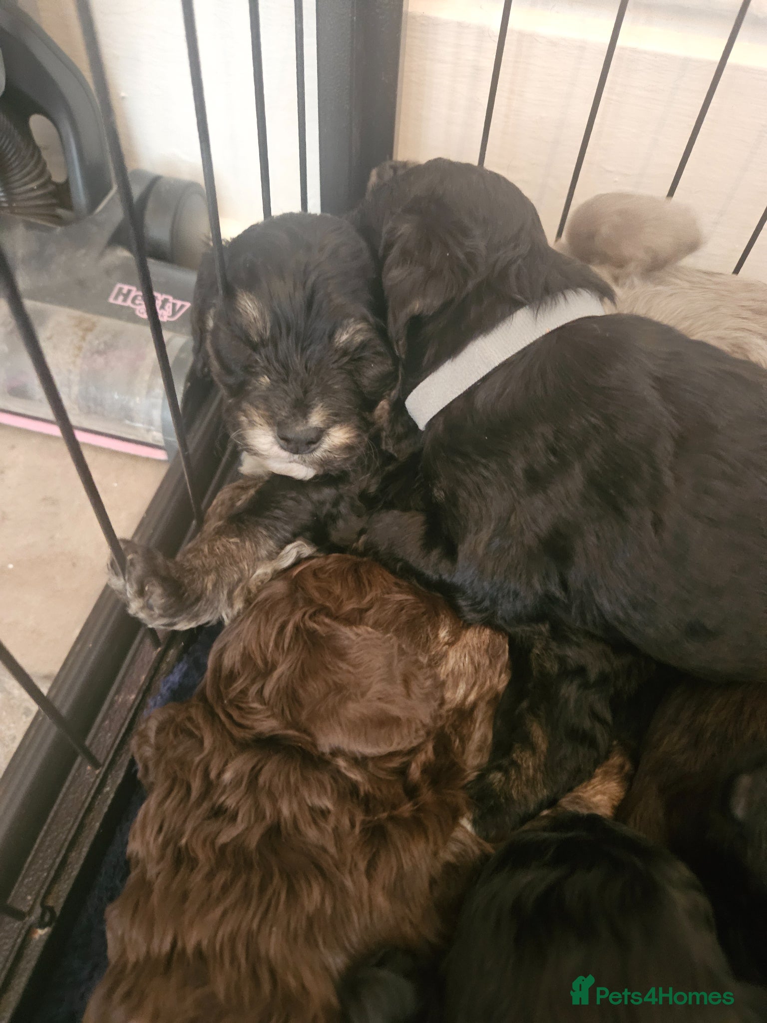 Cockapoo dogs Beautiful Litter of Stunning Cockerpoo Puppies - Advert 2