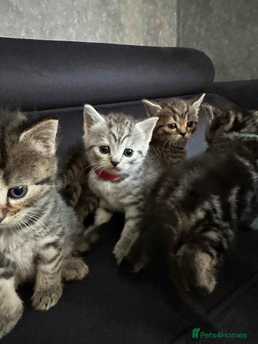 Scottish Fold cats for sale: Scottish fold/straight - Image 9